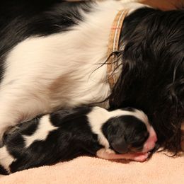 Cavalier King Charles Spaniel Puppies from Phoenix Cavaliers - Cavalier King Charles Spaniels