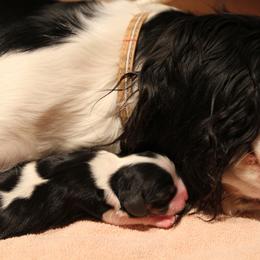 Cavalier King Charles Spaniel Puppies from Phoenix Cavaliers - Cavalier King Charles Spaniels
