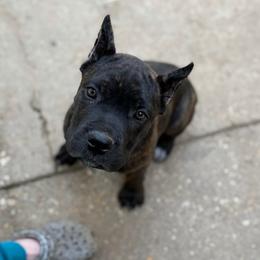 Green - Black brindle male Cane Corso puppy in Opelousas, Louisiana from Azelees Cane Corso