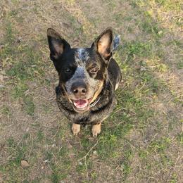 Popo - Australian Cattle Dog