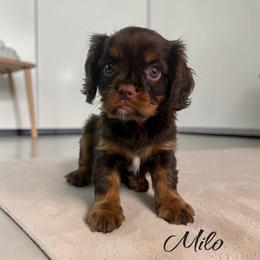 Milo - Chocolate male Cavalier King Charles Spaniel puppy in Miami, Florida from Maria's Pups