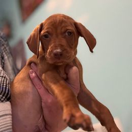 Luke - Golden rust male Vizsla puppy in Plymouth, Minnesota from Carlson Vizslas