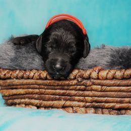 Goldendoodle Puppies from Warren Doodles