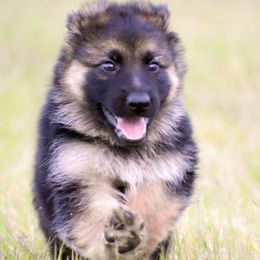 German Shepherds from Vom Furstenhund German Shepherds