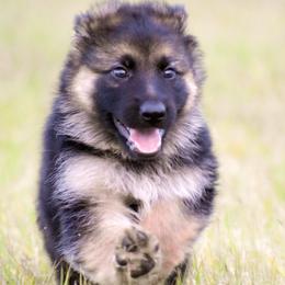 German Shepherds from Vom Furstenhund German Shepherds