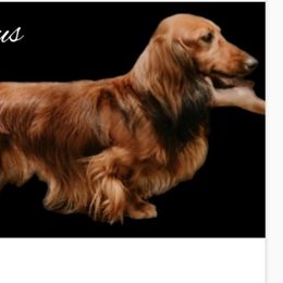 Octavius - Dachshund