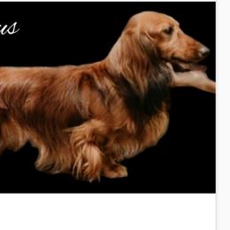 Octavius - Dachshund