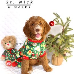 St. Nick (Blue Collar) - Goldendoodle puppy from Fluffy Puppy Mini Doodles LLC