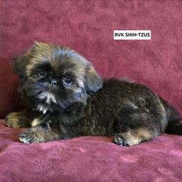 Yellow Collar - Sable female Shih Tzu puppy in Wymore, Nebraska from RVK Bulldogs & Shih-Tzus