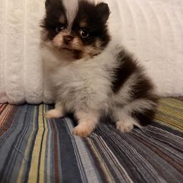 Rowan - Chocolate parti male Pomeranian puppy in Sandia, Texas from Broken Arrow Poms