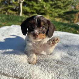 Molly - Piebald female Dachshund puppy in Wytheville, Virginia from Weenie Haven
