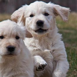 Golden Retriever Puppies from Lookout Golden Retrievers