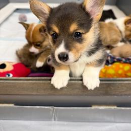 Roxanne - Black and tan female Pembroke Welsh Corgi puppy in Bolton, Massachusetts from West Lake Corgis