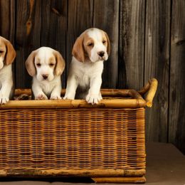 Beagles and Harriers from WolfRun Beagles