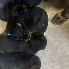 Litter of 11 - Black and rust male Beauceron puppy in Patten, Maine from Beaucerons De La Valle Katahdin