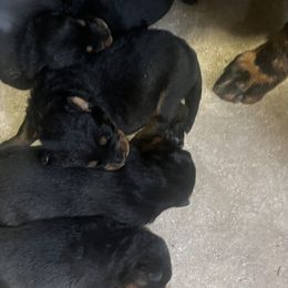 Litter of 11 - Black and rust male Beauceron puppy in Patten, Maine from Beaucerons De La Valle Katahdin