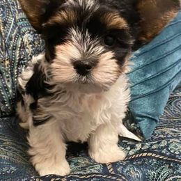 Biewer Terrier Puppies from Miabella Biewer