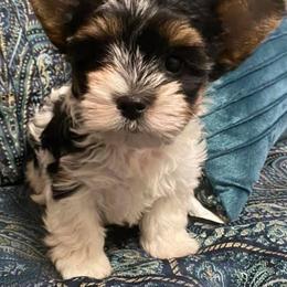 Biewer Terrier Puppies from Miabella Biewer