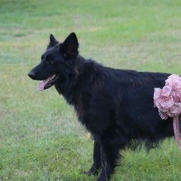 Missy - German Shepherd