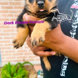 Dark Purple Female - Black and mahogany female Rottweiler puppy in Humble, Texas from Inexorable Haus Early Rotts