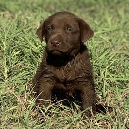 Dachshunds and Labrador Retrievers from Rockin M Kennel