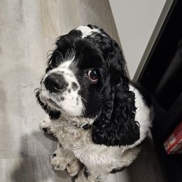Cocker Spaniel All Grown Up from Carvajal Cockers