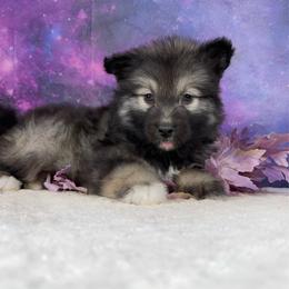 Yumeko - Agouti and white female Alaskan Malamute puppy in Spokane, Washington from Asgard Wooly Malamutes