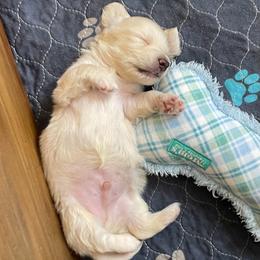 Blue collar - Cream male Dachshund puppy in High Hill, Missouri from High Hill Hounds