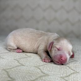 Princess - Cream female Dachshund puppy in Tulare, California from Dreamy Creamies