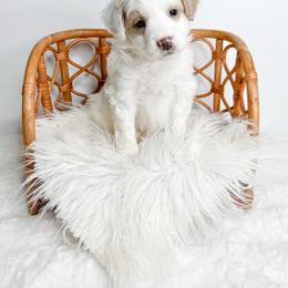 Marge - Yellow and white female Bernedoodle puppy in Otisville, Michigan from Danie’s Darling Doodles LLC