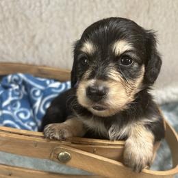 Bowen - Black and cream male Dachshund puppy in Myrtle, Mississippi from Mel’s Pups