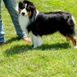 Slider - Black tri-color male Australian Shepherd puppy in Paris, Kentucky from Silverstone Kennel