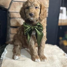 Goldendoodle All Grown Up from Hollywood Doodles