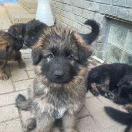Sable Boy - Sable male German Shepherd puppy in Fenton, Michigan from Home Base Shepherd