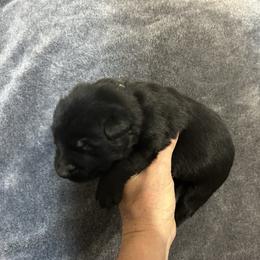 Tinley - Black female German Shepherd puppy in Milan, Illinois from Stonewick German Shepherds