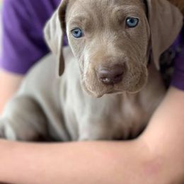Weimaraner Puppies from Rafter V Weimaraners