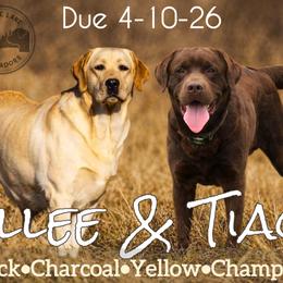Dilute Retriever puppies from Hedge Lane Labradors