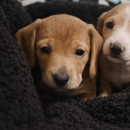 Dachshund Puppies from Queen City Sausage Dogs