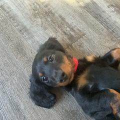 Winston - Black and tan male Dachshund puppy in Arthur, Illinois from Chupp’s Puppies