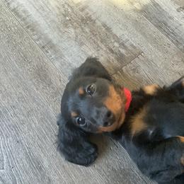 Winston - Black and tan male Dachshund puppy in Arthur, Illinois from Chupp’s Puppies