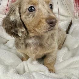 Martina - Dapple female Dachshund puppy in Mesquite, Texas from AB Dachshund