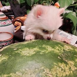 Susie - Cream female Pomeranian puppy in San Diego, California from Socalpoms