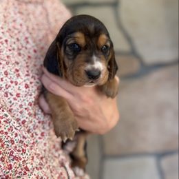 Ginger - Black brown and white female Basset Hound puppy in Yarnell, Arizona from Boulder Oak Bassets