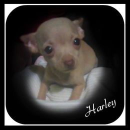 Chihuahua, Pomeranian, and Yorkshire Terrier Puppies from Pampered Pups Kennel