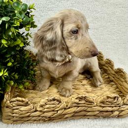 Martina - Dapple female Dachshund puppy in Mesquite, Texas from AB Dachshund
