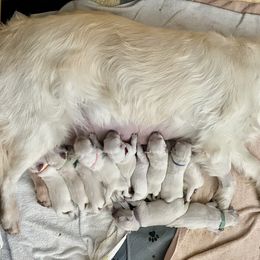 Golden Retriever and Jack Russell Terrier Puppies from Shelby Burleson's Golden Retrievers and Jack Russell Terriers