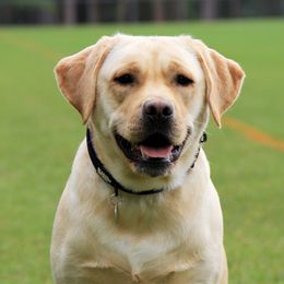 Lucy - Labrador Retriever