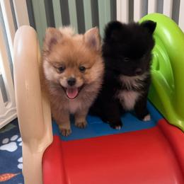 Pomeranian Puppies from Roxy's Pomeranian Puppies