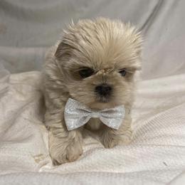 Boy 1 - Gold male Shih Tzu puppy in Riverside, California from Be Dazzled Shihtzu