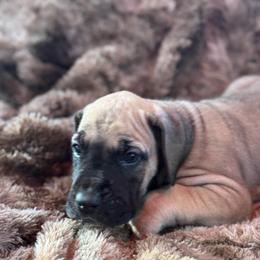 Black Mask Fawn - Fawn male Great Dane puppy in Greenville, South Carolina from Allen’s Ridge Ranch